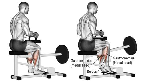 Seated calf raise